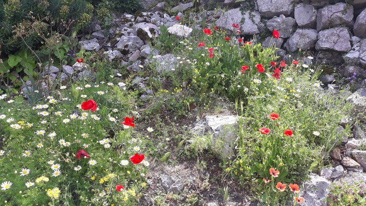 Flowers of Kotor