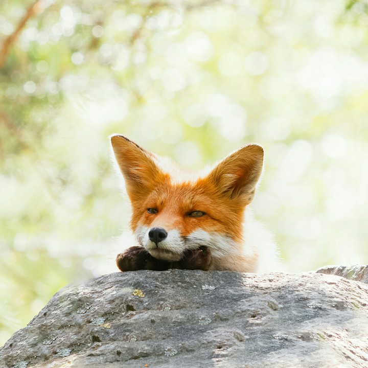 heeeee