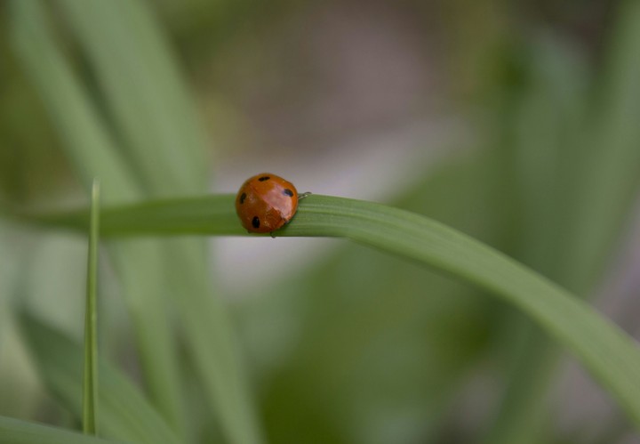 ladybird