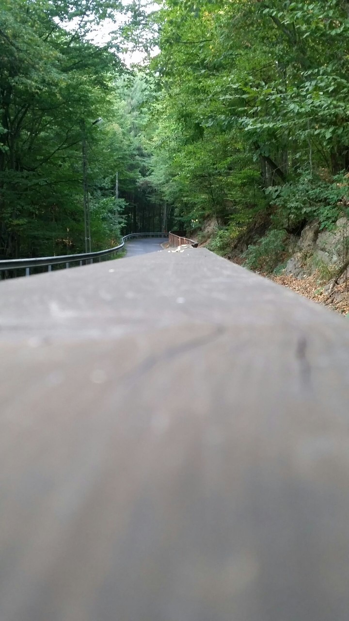 forest road
