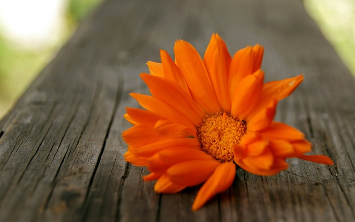 Orange flower