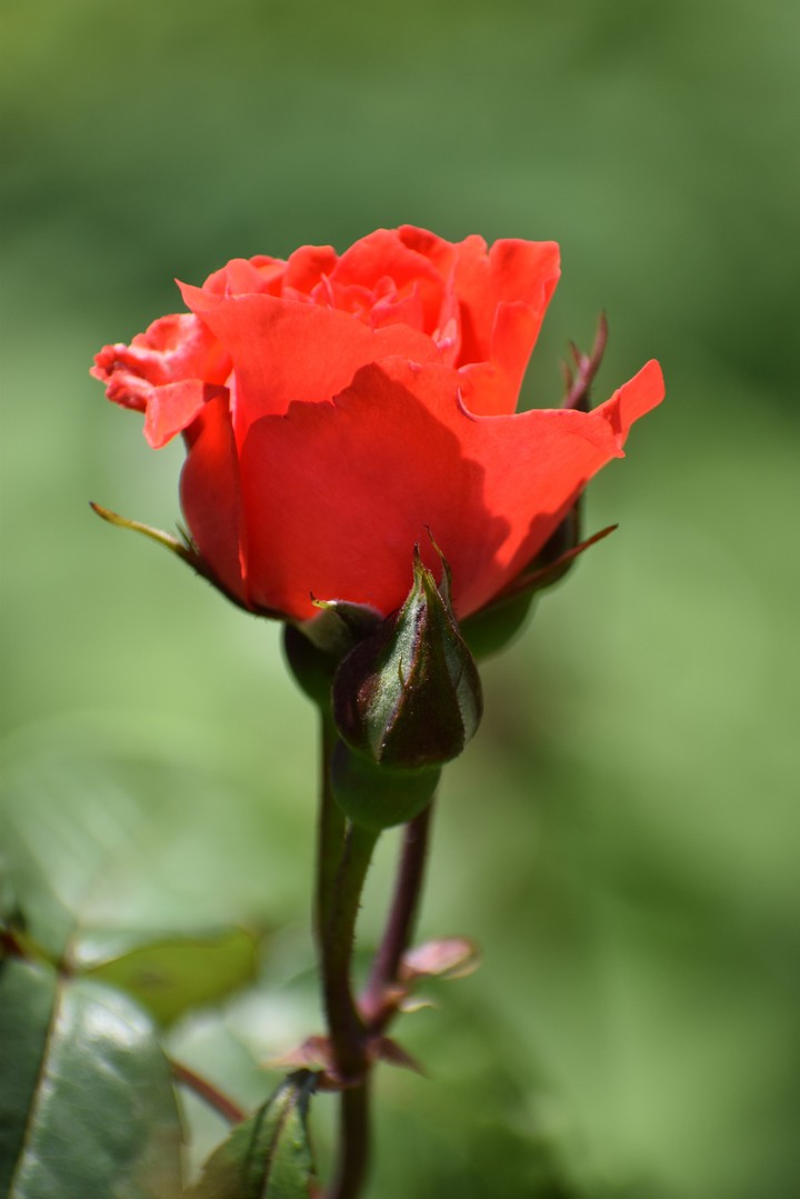 Rose