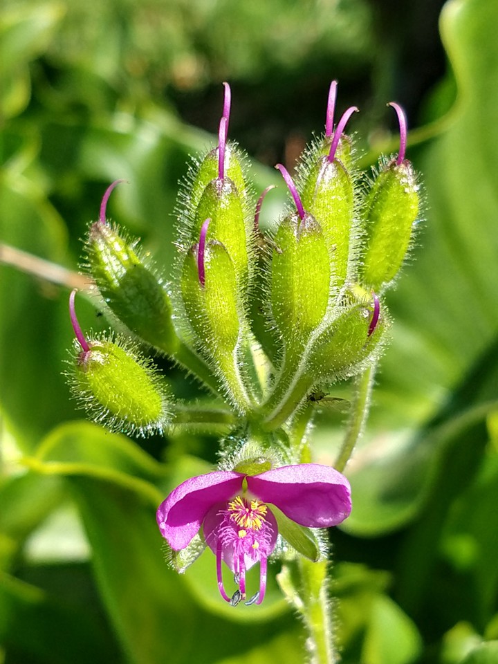 Flor de Villa Victoria