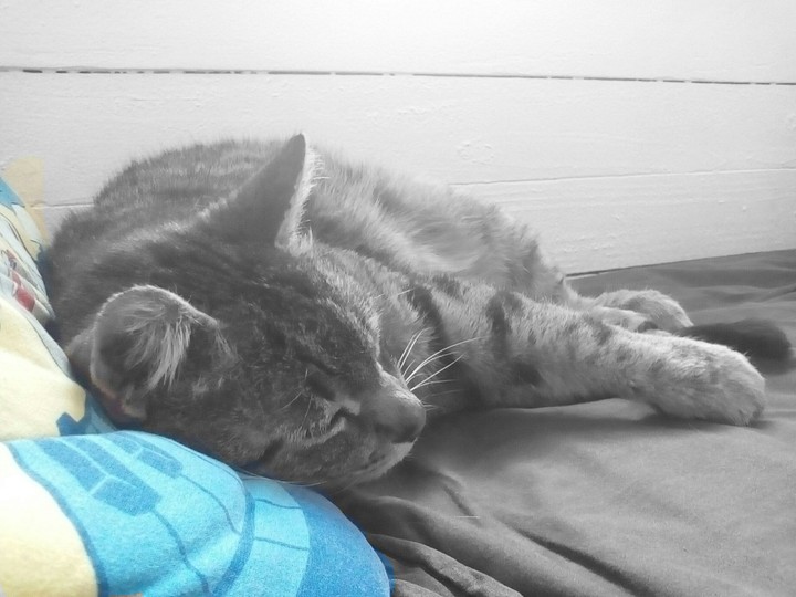 blue cat