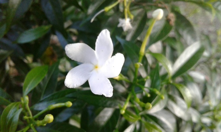 flowers