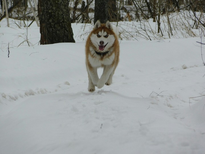 Хаски