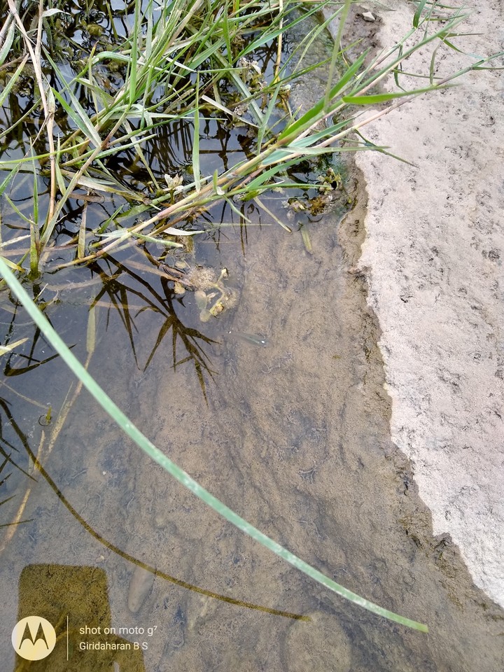 Small Fish