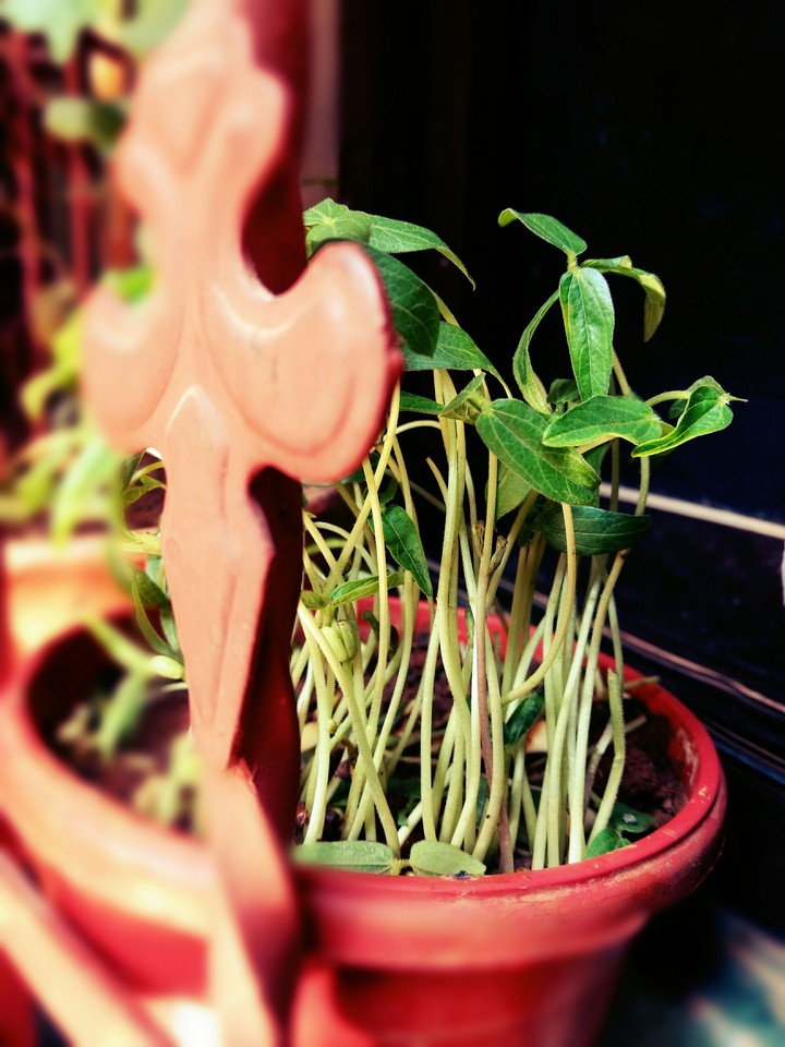 plant pot
