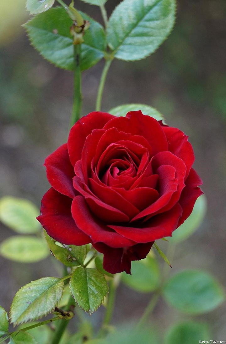 roses
