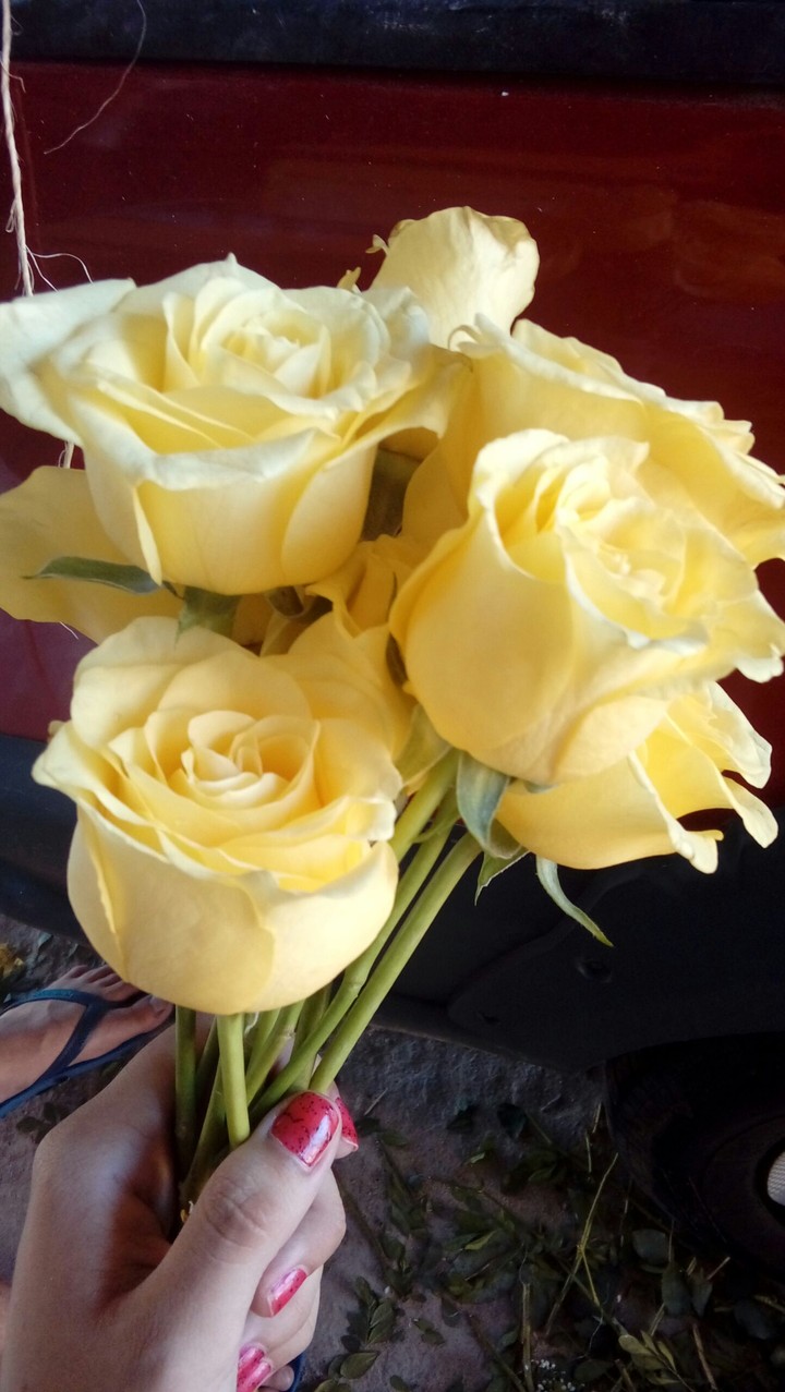 Roses yellow