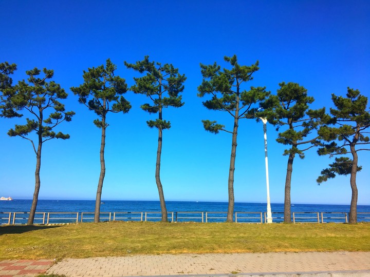 Pine trees along the beach
