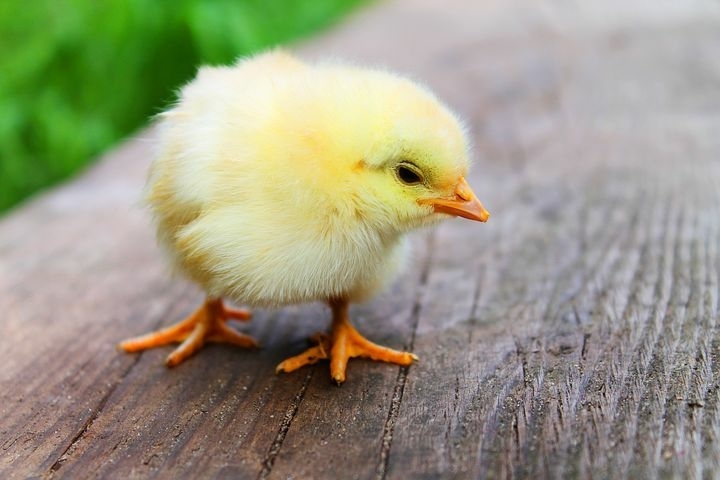 cutipie