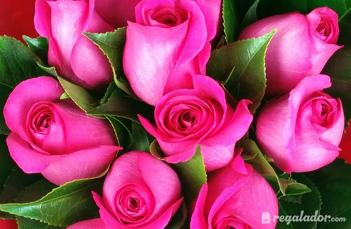 rose
