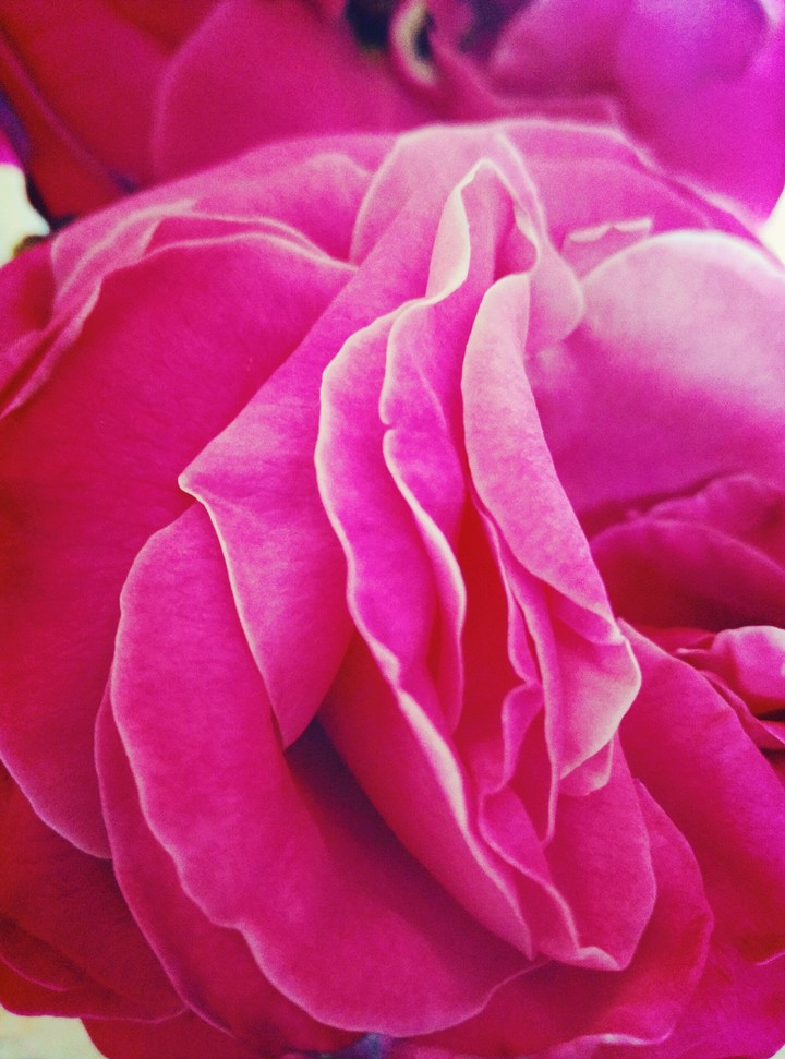 Petal rose