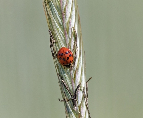 closeup, arthropod háttérképek
