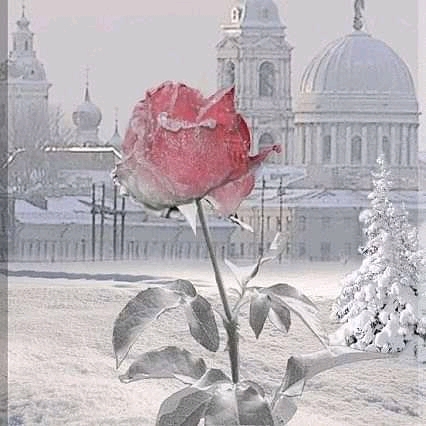 rosa