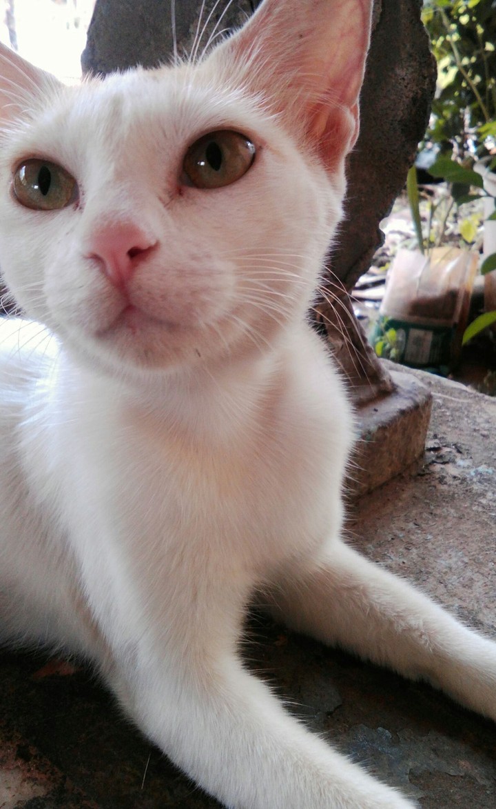 pussey cat