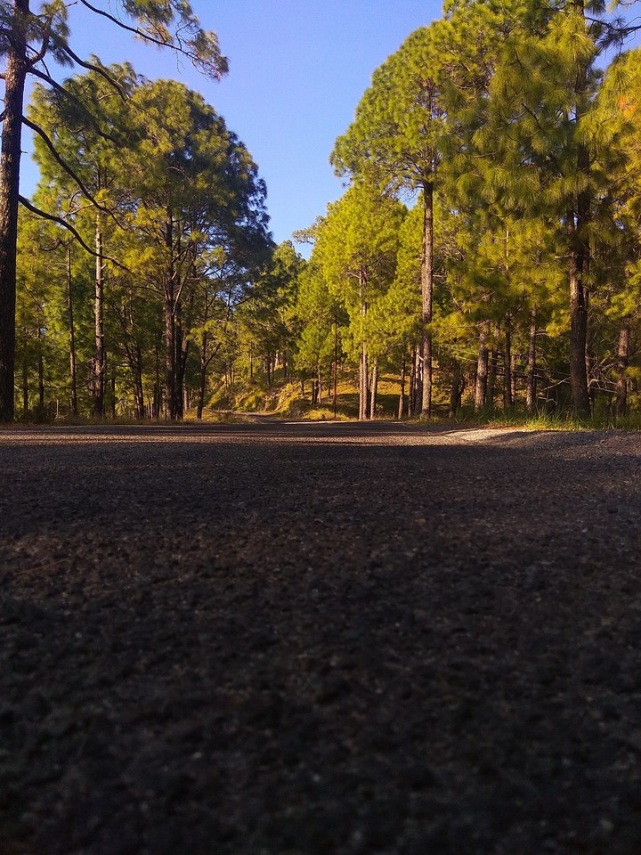 Roadside