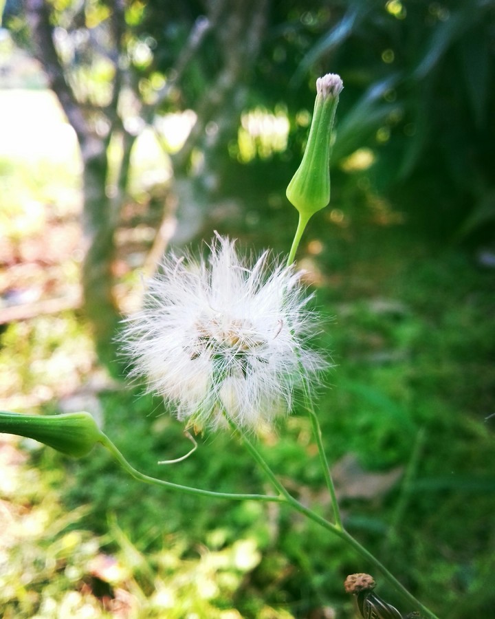 white flower