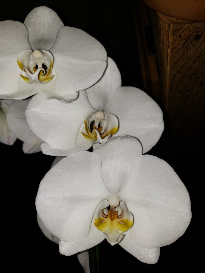 white beauty