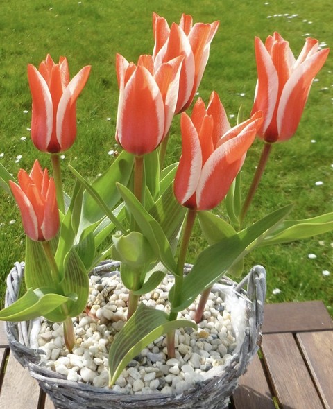 tulip, flower Hintergrundbilder
