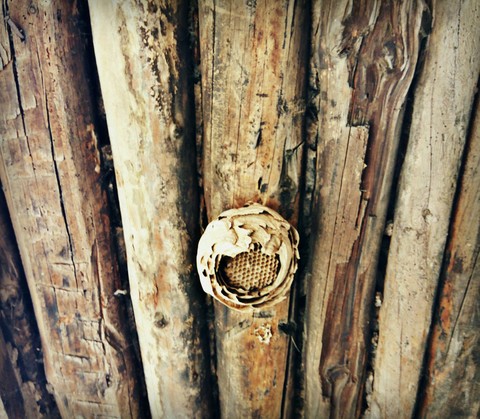 Bee Hive