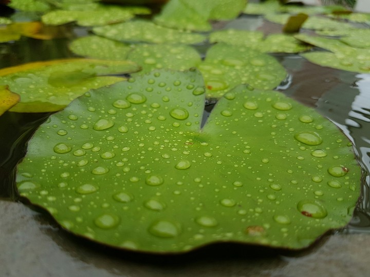Water Droplet
