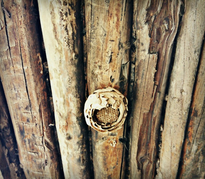 Bee Hive