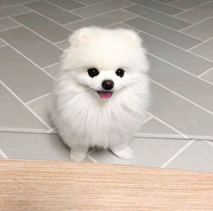 Pomeranian