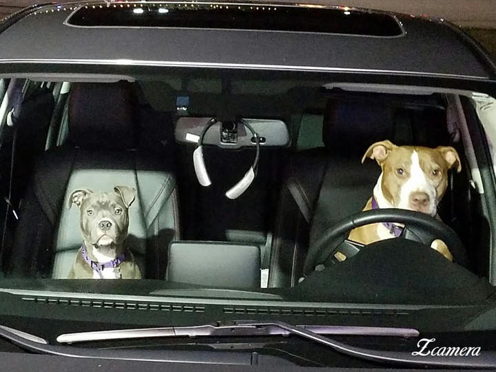Riding with the dogs!