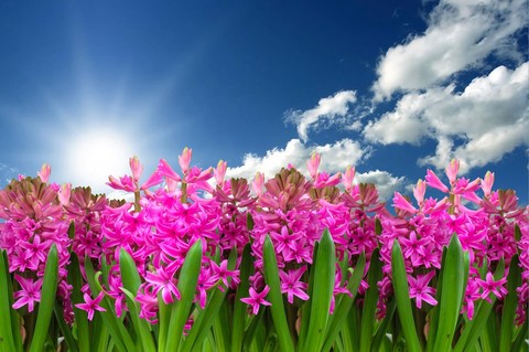 Vivid pink flowers & beautiful sunshine....