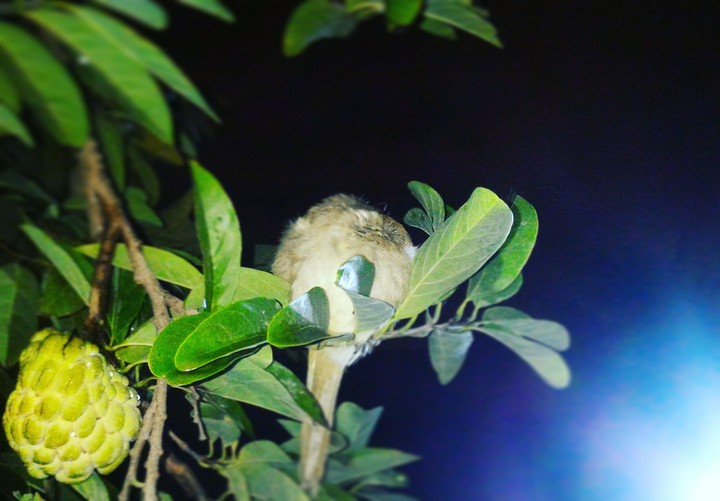 Sleeping Bird