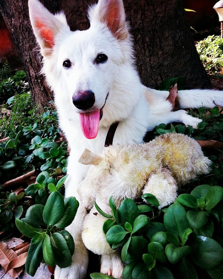 happiness is. ..ur dog giving a pose