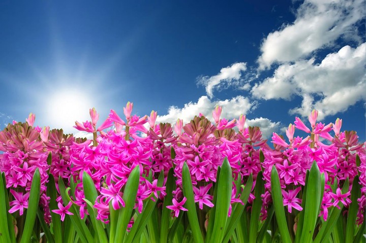 Vivid pink flowers & beautiful sunshine....