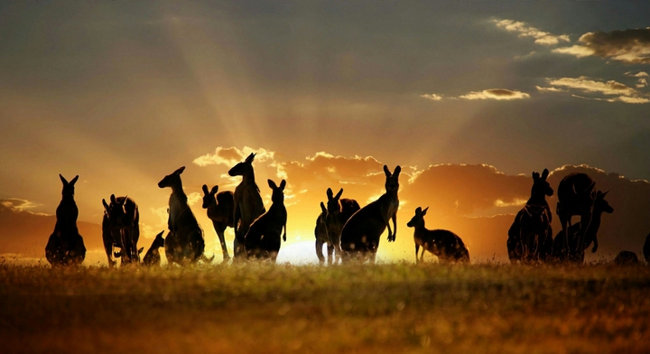 Kangaroo sunset