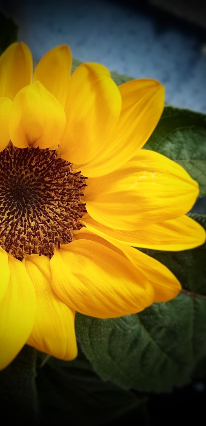 S_Flower