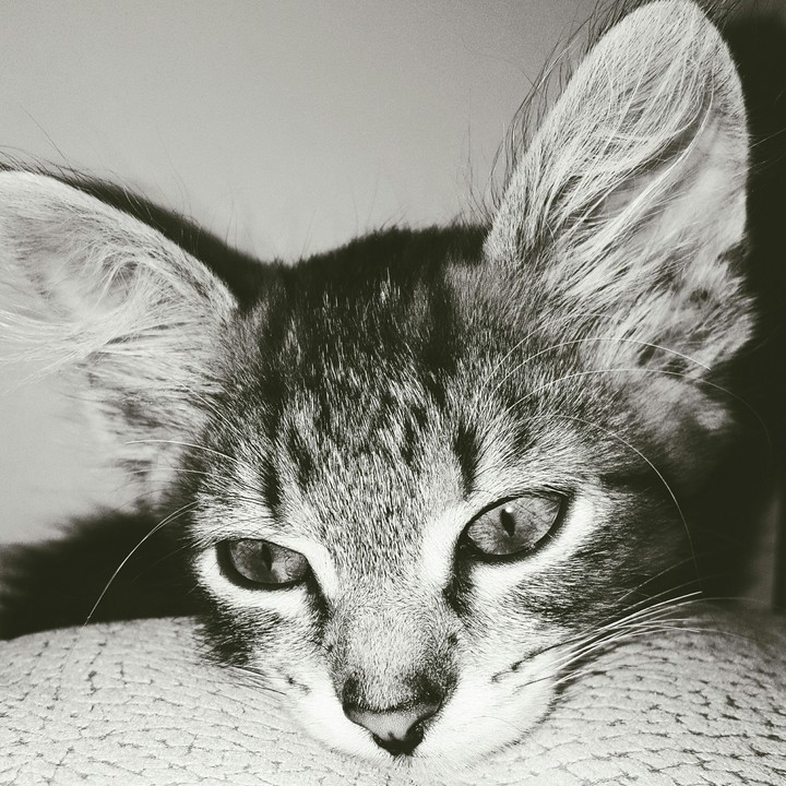 bat cat 