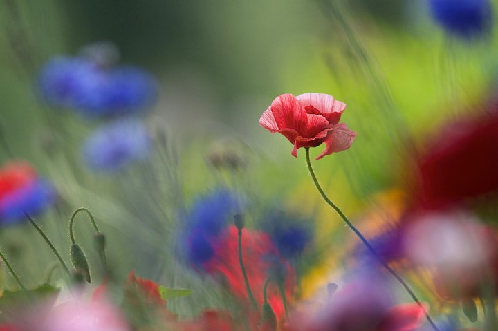poppy
