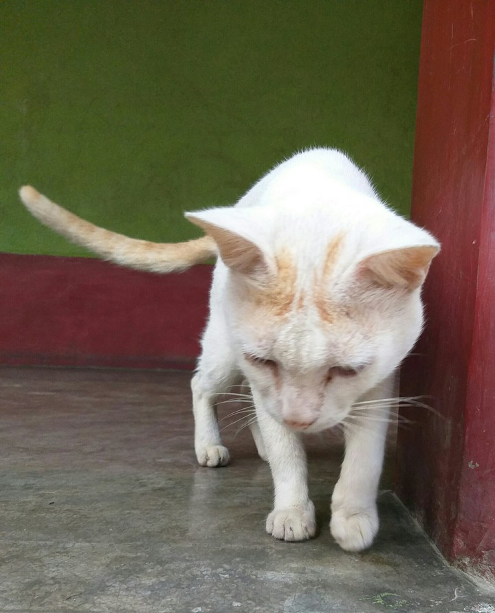 cute cat