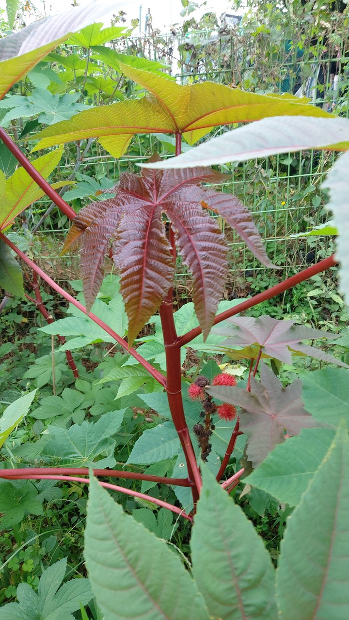 피마자 식물