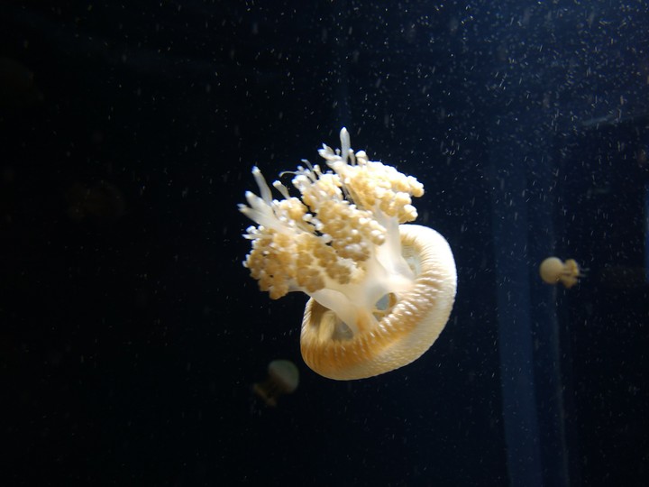 jelly fish