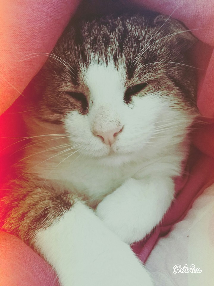 uyuyan kedi