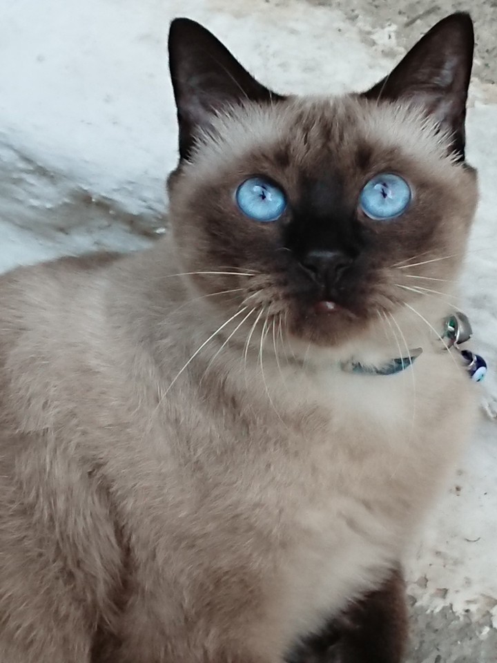 Angelina Jolie of the cat's