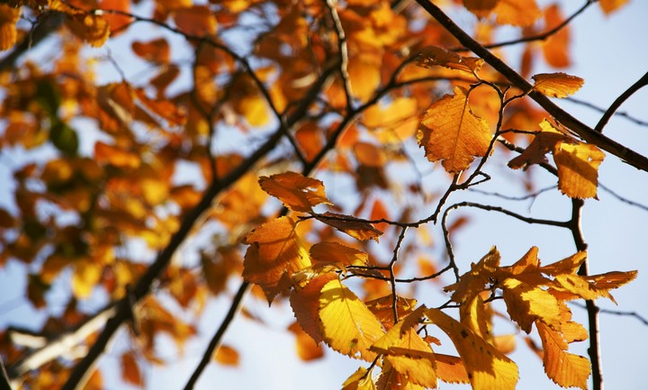 autumn