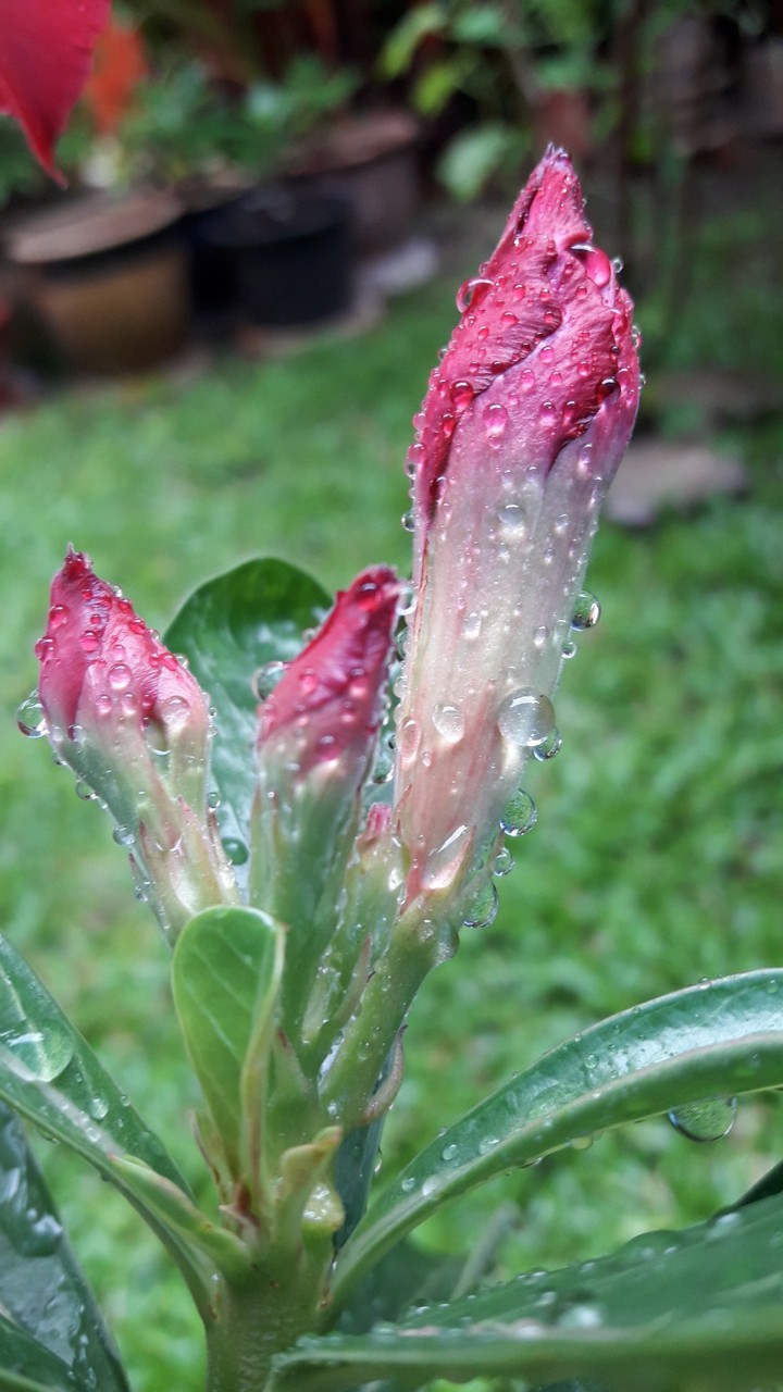 raining day pictures + flowers
