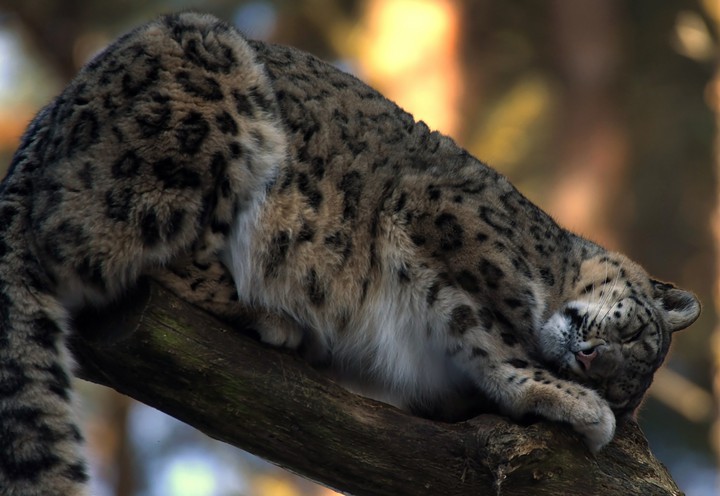 snow leopard