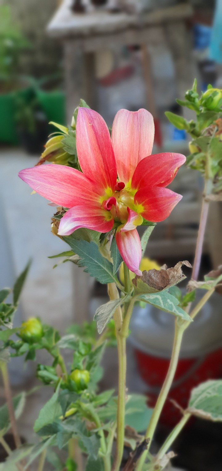 dahlia flower light red