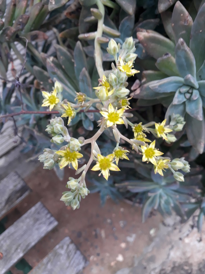 plant