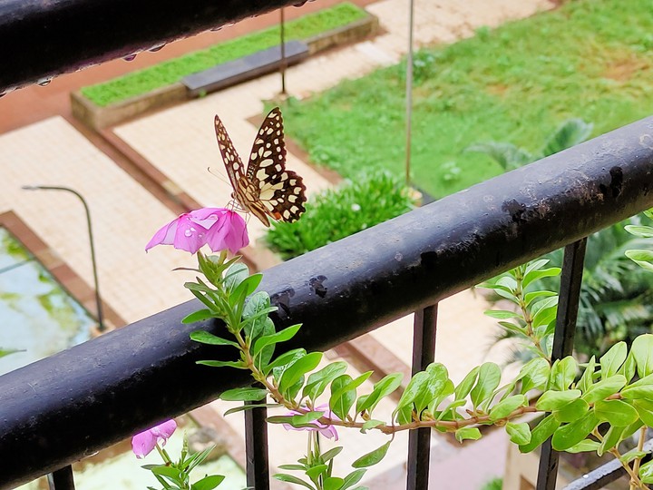 Butterfly
