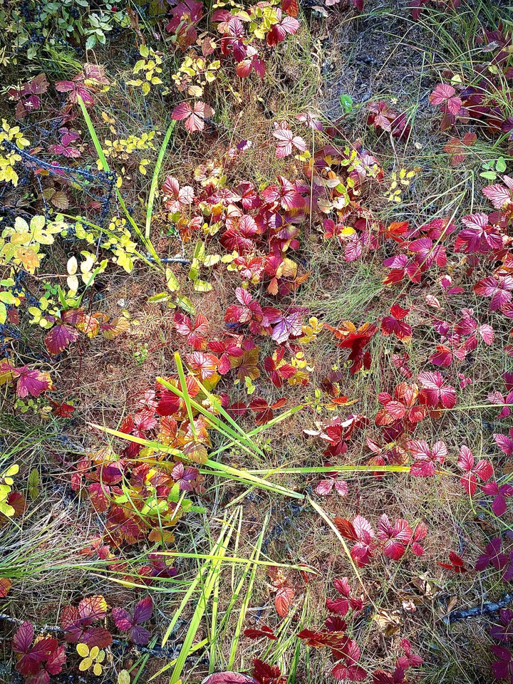 autumn